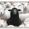 Black Sheep Energy Eg