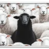 Black Sheep Energy Hvid