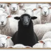 Black Sheep Energy Massiv Eg