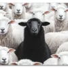 Black Sheep Energy Plakat