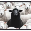 Black Sheep Energy Sort