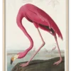 Pink Flamingo from Birds of America (1827) by John James Audubon