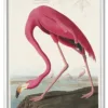 Pink Flamingo from Birds of America (1827) by John James Audubon
