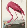 Pink Flamingo from Birds of America (1827) by John James Audubon