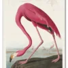 Pink Flamingo from Birds of America (1827) by John James Audubon