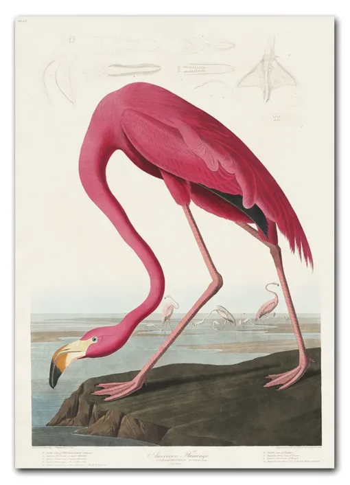 Pink Flamingo from Birds of America (1827) by John James Audubon