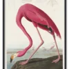 Pink Flamingo from Birds of America (1827) by John James Audubon
