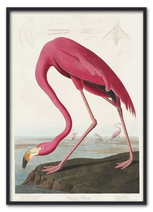 Pink Flamingo from Birds of America (1827) by John James Audubon