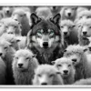 Wolf in the Crowd Hvid